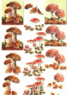 Sonderposten 3D - Schneidebogen, Fliegenpilz und Steinpilz